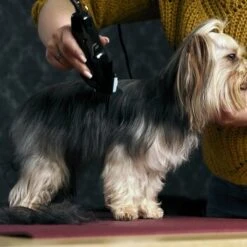 Moser Tondeuse Type 1400 -Meilleure Animalerie 02df9a45ad10057f7cdfbb122412b44ddb24fd91 7c7f90f149fd71377858189c53a8f5cca4170f60