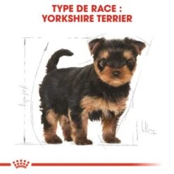 ROYAL CANIN Yorkshire Terrier Chiot Croquettes Chien 1,5 Kg -Meilleure Animalerie 087ea0aec2e083697dacce7fe06767eceb5e52e1 1031761 fr FR yorkiepup 6