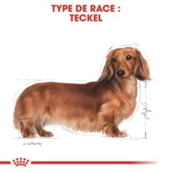 ROYAL CANIN Teckel Adulte Croquettes Chien 2x7,5 Kg -Meilleure Animalerie 0d618d94b091ed6c10476d4bb24b29d25ccb7e84 1299357 fr FR teckel 17 Kopie Kopie
