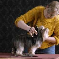 Moser Tondeuse Type 1400 -Meilleure Animalerie 1559dc1580d12f0825069dc0425234fe0b455a1c 1f8a3eb831d5c4fcc001113b4dafee6e3054f4c4