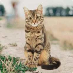 REAL NATURE Pack Mixte Classic Adult 12 X 85 G -Meilleure Animalerie 1827c95d58668f1733e48a680d4f5a79f389bed7 1246887 fr FR Real Nature Original Cat Bild 3