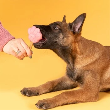 Smoofl Kit De Base Pour Chiots 4 Smoofl Kit De Base Pour Chiots – Image 2