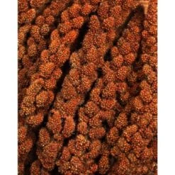 JR Farm Paquet économique D’épis De Millet Rouge De 3x1,5kg -Meilleure Animalerie 1d7e4b97afd845426b9cf4c8d7c96b75efe96832 458cdf2f26680402a8bbddfc280e1e5effc07f4a