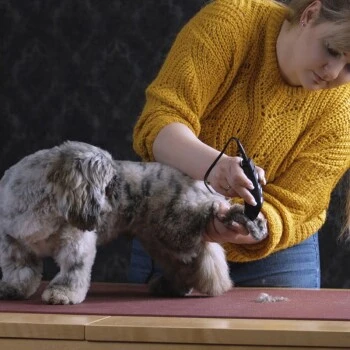 Moser Tondeuse REX MINI 5 Moser Tondeuse REX MINI – Image 3