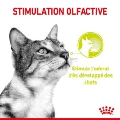 ROYAL CANIN Sensory Smell Nourriture Humide Chat 12 X 85 G -Meilleure Animalerie 2c9a91eae9e9dea0d12918c8b991edaddd401273 1368003 fr FR smellgravy 2