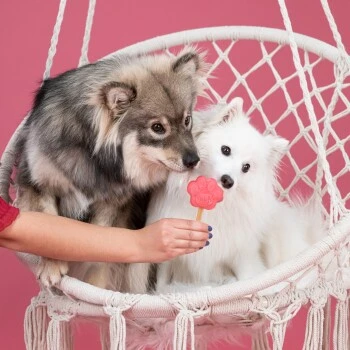 Smoofl Kit De Base XS 4 Smoofl Kit De Base XS – Image 2