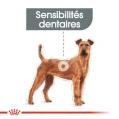 ROYAL CANIN Dental Care Medium Croquettes Chien 3 Kg -Meilleure Animalerie 333d11ac57891ad7e4fad9ac2f03e393befdf6e6 1311677 fr FR dentalmed 3
