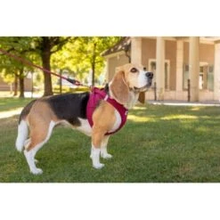 Curli Vest Harness Clasp Air-Mesh Vert XXXS 12 Curli Vest Harness Clasp Air-Mesh Vert XXXS -Meilleure Animalerie 3b9abfbc9874e460fff62c18cadc5f17cd95dc04 1375075 de DE curli photoshoot 594