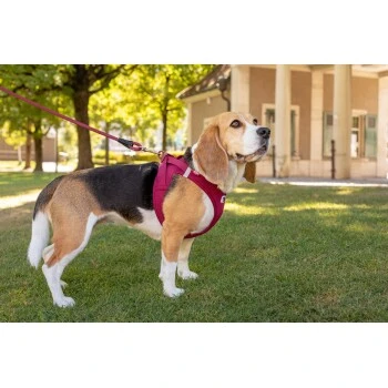 Curli Vest Harness Clasp Air-Mesh Vert XXXS 7 Curli Vest Harness Clasp Air-Mesh Vert XXXS – Image 5