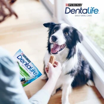 DentaLife PURINA Snacks Soins Dentaires Pour Chien Gros Paquet Medium, 84x 6 DentaLife PURINA Snacks Soins Dentaires Pour Chien Gros Paquet Medium, 84x – Image 4