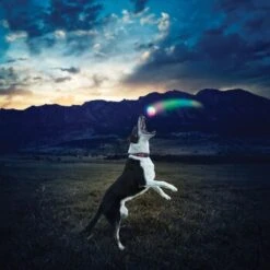 Nite-ize Balle Nite Ize GlowStreak LED Disco 10 Nite-ize Balle Nite Ize GlowStreak LED Disco -Meilleure Animalerie 43e2b2f69678f8bd9a4783234d4d2f0f6539de2c aa0d4fe645719d25b1229e63d789e39274accd93