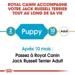 ROYAL CANIN Jack Russell Terrier Chiot Croquettes Chien 1,5 Kg 15 ROYAL CANIN Jack Russell Terrier Chiot Croquettes Chien 1,5 Kg -Meilleure Animalerie 4a7e464bad559a1131106da3f39196a8d923593d 1002584009 fr FR jackpup 2
