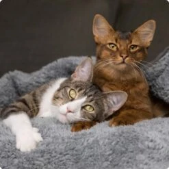 SELECT GOLD Babycat & Mother Volaille Au Riz 3 Kg 9 SELECT GOLD Babycat & Mother Volaille Au Riz 3 Kg -Meilleure Animalerie 536de371626fbac7381fe51ce63607aedfae0cd8 1099803 de DE 4 Select Gold Cat 21