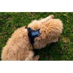 Dogs Creek Fressnapf GPS-traceur Harnais Pathfinder M -Meilleure Animalerie 575cfeb7270f47cb1f5bacf120b75717476048ba 1409260 4