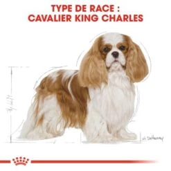 ROYAL CANIN Cavalier King Charles Adulte Croquettes Chien 7,5 Kg -Meilleure Animalerie 591f6a324ef3a573fa1ddc2bd04385b01d3278a8 1052726 fr FR cavalier 3 Kopie Kopie