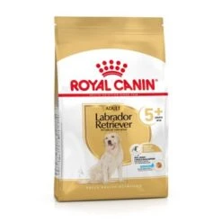 ROYAL CANIN Labrador Retriever Adulte 5+ Croquettes Chien 3 Kg -Meilleure Animalerie 65a272abe67b3edd404d01a3920548b4c2b5887e 1332700 fr FR lab5 2 Kopie