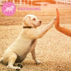 ADAPTIL Collier Junior -Meilleure Animalerie 67b89bee3850f699c65a5983d0d06574d2ec9208 1287044 7