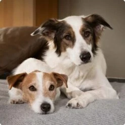 SELECT GOLD Sensitive Senior Poulet Et Riz 6x800 G 8 SELECT GOLD Sensitive Senior Poulet Et Riz 6x800 G -Meilleure Animalerie 6abb6915af23c615d0cf74853b0a3bb663e7931c 1096086 de DE 4 Select Gold Dog 19