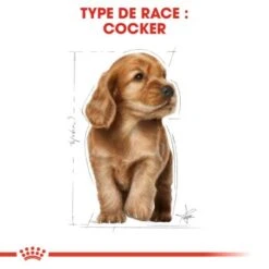 ROYAL CANIN Cocker Chiot Croquettes Chien 3 Kg -Meilleure Animalerie 78e0edc7bd20d1e529cab9eb16a412f84897dcde 1082912 fr FR occkerpup 5