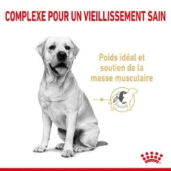 ROYAL CANIN Labrador Retriever Adulte 5+ Croquettes Chien 3 Kg -Meilleure Animalerie 7a5b46d1496db0f2c6103e3d3a1badb8ec858232 1332700 fr FR lab5 6 Kopie