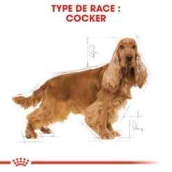 ROYAL CANIN Cocker Adulte Croquettes Chien 3 Kg -Meilleure Animalerie 856f66ffb9fcd6de499c7bd008d14335634c5ad0 3c2b5cebe7c45c7d6dd24f3b9070e6340fdeb57f