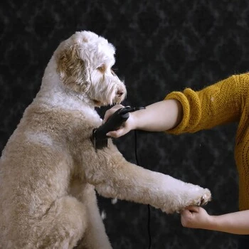 Moser Tondeuse Max50 Avec ASK 4 Moser Tondeuse Max50 Avec ASK – Image 2