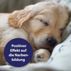 Canosept Gel Cicatrisant Ardap 20 ml 10 Canosept Gel Cicatrisant Ardap 20 ml -Meilleure Animalerie 8f8be00312662887ced90472ce4774fb58eab81e 1373080 de DE Canosept Wundgel wb 4