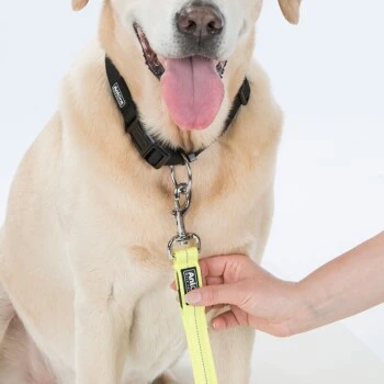 AniOne Laisse De Jogging LED 4 AniOne Laisse De Jogging LED – Image 2