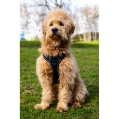 Dogs Creek Fressnapf GPS-traceur Harnais Pathfinder M -Meilleure Animalerie 95fb3d1835f9b47b6bafba0cf238225b5e5c9b2f 1409260 1