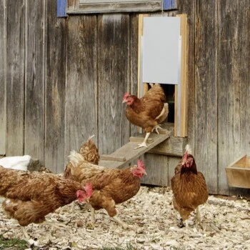 Kerbl Porte Coulissante En Aluminium 30 X 40 Cm 4 Kerbl Porte Coulissante En Aluminium 30 X 40 Cm – Image 2