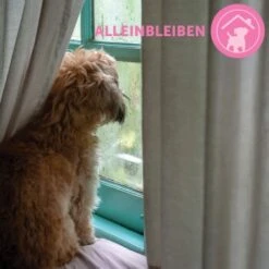 ADAPTIL Collier Junior -Meilleure Animalerie 9bbf7e6f41f83b5fa8b29d667d967c1e0968de59 1287044 8