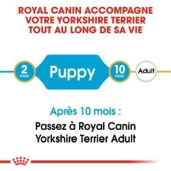 ROYAL CANIN Yorkshire Terrier Chiot Croquettes Chien 1,5 Kg -Meilleure Animalerie 9c147092175ec9e519078e2f4e50ae80ca796aa7 1031761 fr FR yorkiepup 3