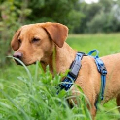 Maxi Zoo Traceur GPS Pour Chiens Vert -Meilleure Animalerie a33daf1d241eca06c1df199bafc3937a8a6cf267 1478969 fr FR set 9