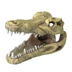 Europet Bernina Crâne De Crocodile