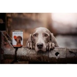 DOG'S LOVE Dog’s Love Adult Classic 6 X 400 G Bœuf Aux Pommes & Aux épinards 5 DOG'S LOVE Dog’s Love Adult Classic 6 X 400 G Bœuf Aux Pommes & Aux épinards -Meilleure Animalerie b265cad761a7a9214b7bf0254311225958eade7f 1274549 1