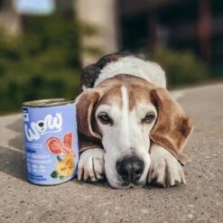 WOW Adult 6 X 400 G Agneau Et Potiron -Meilleure Animalerie b49ac3b05758a84cf77f1af302022b4a9ea1a7a6 1294819 1