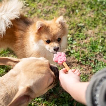 Smoofl Kit De Base XS 5 Smoofl Kit De Base XS – Image 3