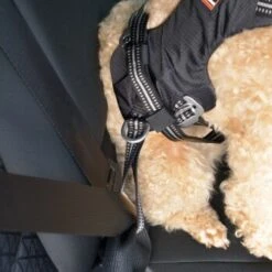 Dogs Creek Harnais De Sécurité Pour Voiture Renegade XS 12 Dogs Creek Harnais De Sécurité Pour Voiture Renegade XS -Meilleure Animalerie cafd8193cf372f7b5e1edc6fda15bd36bb4200a4 3df2cd45ebd6f600e5a65656d3584edd73a0f3b7