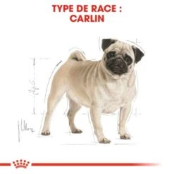 ROYAL CANIN Carlin Adulte Croquettes Chien 1,5 Kg 14 ROYAL CANIN Carlin Adulte Croquettes Chien 1,5 Kg -Meilleure Animalerie cc59652f2b441bc4ab0b71b7e508c9c9ced9b39b 1002584006 fr FR pug 1