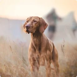 REAL NATURE Adulte Bœuf Et Jambon Ital. 6x800 G -Meilleure Animalerie ceaaf84d3c36c67948f864dfd27cb015892917fb 1248533 fr FR Real Nature Original Dog bild 3