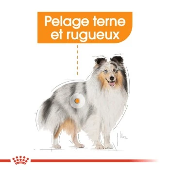 ROYAL CANIN Coat Care Nourriture Humide Chien 12 X 85 G 7 ROYAL CANIN Coat Care Nourriture Humide Chien 12 X 85 G – Image 5
