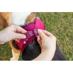 Curli Vest Harness Clasp Air-Mesh Vert XXXS 13 Curli Vest Harness Clasp Air-Mesh Vert XXXS -Meilleure Animalerie d81b750194fc7063f3722337b027ef9b47a3b4dd 1375075 de DE curli photoshoot 601 1