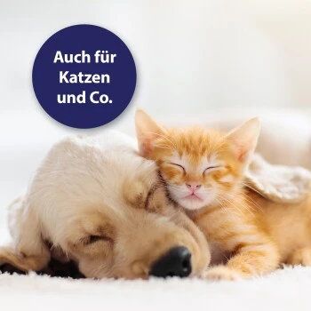 Canosept Gel Cicatrisant Ardap 20 ml 6 Canosept Gel Cicatrisant Ardap 20 ml – Image 4