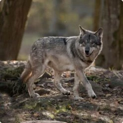 REAL NATURE WILDERNESS Adult Wide Savannah Volaille, Sanglier Et Agneau 7 Kg -Meilleure Animalerie d8df16d01d44eca47dceb4029baf88ff4ded8402 1248542 de DE Real Nature Wilderness Dog bild 6