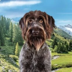 REAL NATURE Country Selection Adult 6 X 400 G Alpine Avec Bœuf Des Alpes Et Dinde 10 REAL NATURE Country Selection Adult 6 X 400 G Alpine Avec Bœuf Des Alpes Et Dinde -Meilleure Animalerie d965591f389a2317d0a58668d47bf7f6c495ed7f 1237409004 fr FR Real Nature Selection Dog Bild 3