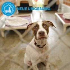 ADAPTIL Collier Calm M-L -Meilleure Animalerie d9bbd74a63f2c6a012923d517365dbb7e82e2006 1204441 9