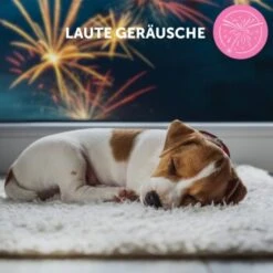 ADAPTIL Collier Junior -Meilleure Animalerie db33920bc3d21bba892bdb530582f20170b9cd84 1287044 9