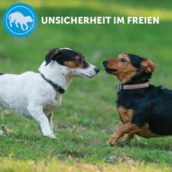 ADAPTIL Collier Calm M-L -Meilleure Animalerie e220fc002f83144152ad7157c15120ad2d9d8471 1204441 8