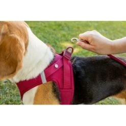 Curli Vest Harness Clasp Air-Mesh Vert XXXS 11 Curli Vest Harness Clasp Air-Mesh Vert XXXS -Meilleure Animalerie eb76881dd43e950e1324091e6b3ad74fd23aa73c 1375075 de DE curli photoshoot 601 3