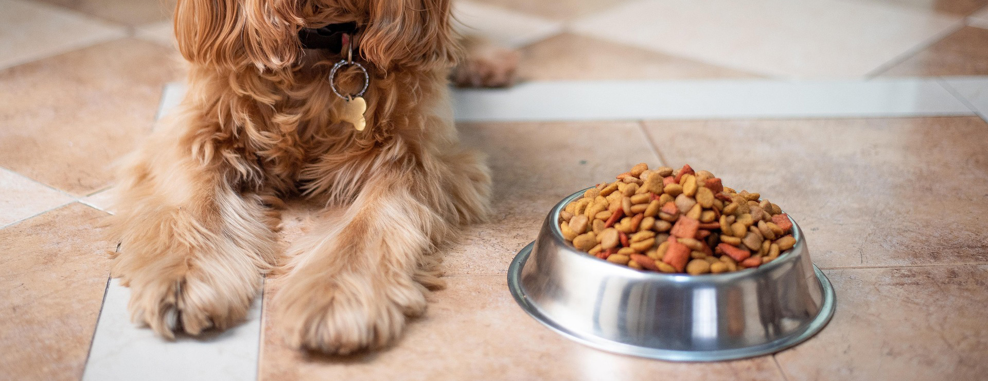 Meilleure Animalerie 1 Meilleure Animalerie -Meilleure Animalerie english cocker spaniel 5937760 1920